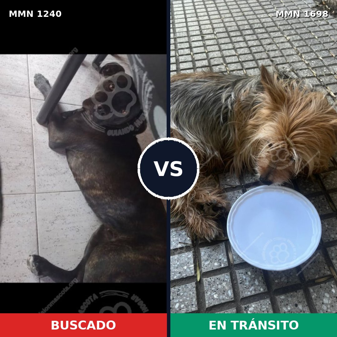 Comparativa MMS 37209: mascota perdida y mascota encontrada, 36% de similitud