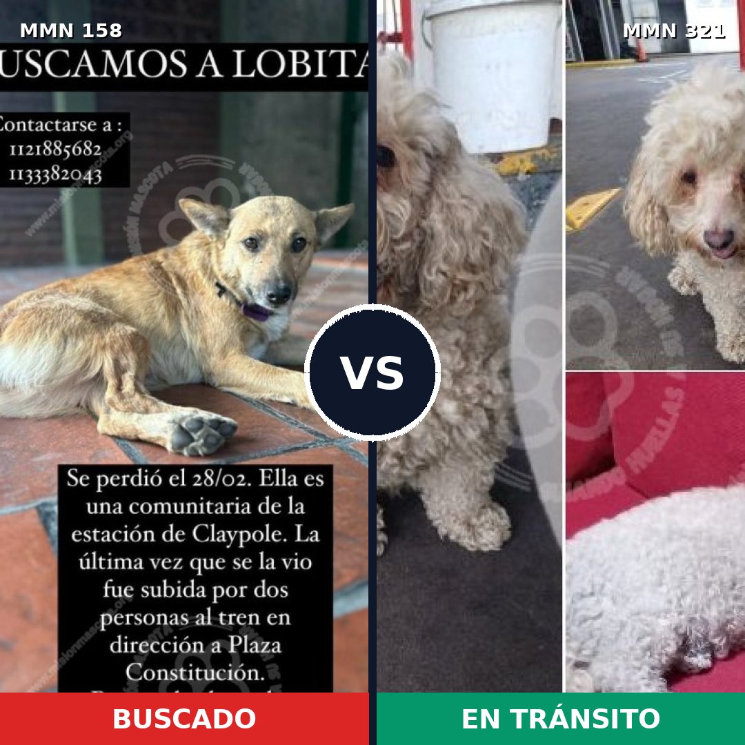 Comparativa MMS 3721: mascota perdida y mascota encontrada, 48% de similitud