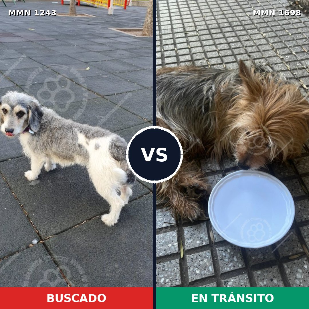 Comparativa MMS 37210: mascota perdida y mascota encontrada, 39% de similitud