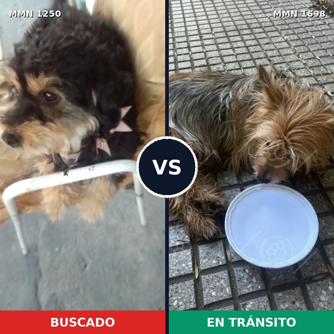 Comparativa MMS 37212: mascota perdida y mascota encontrada, 39% de similitud