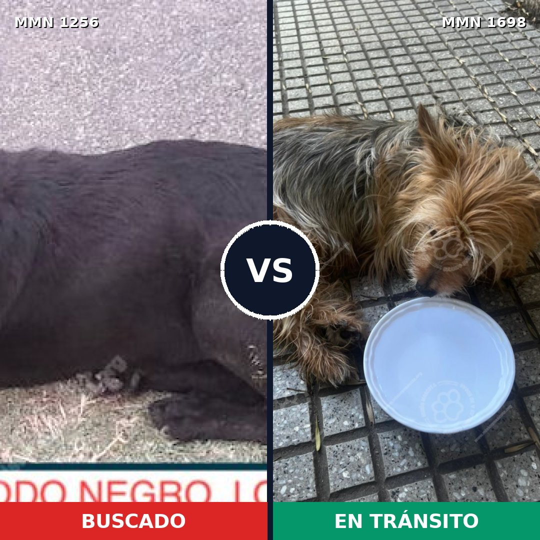 Comparativa MMS 37213: mascota perdida y mascota encontrada, 36% de similitud