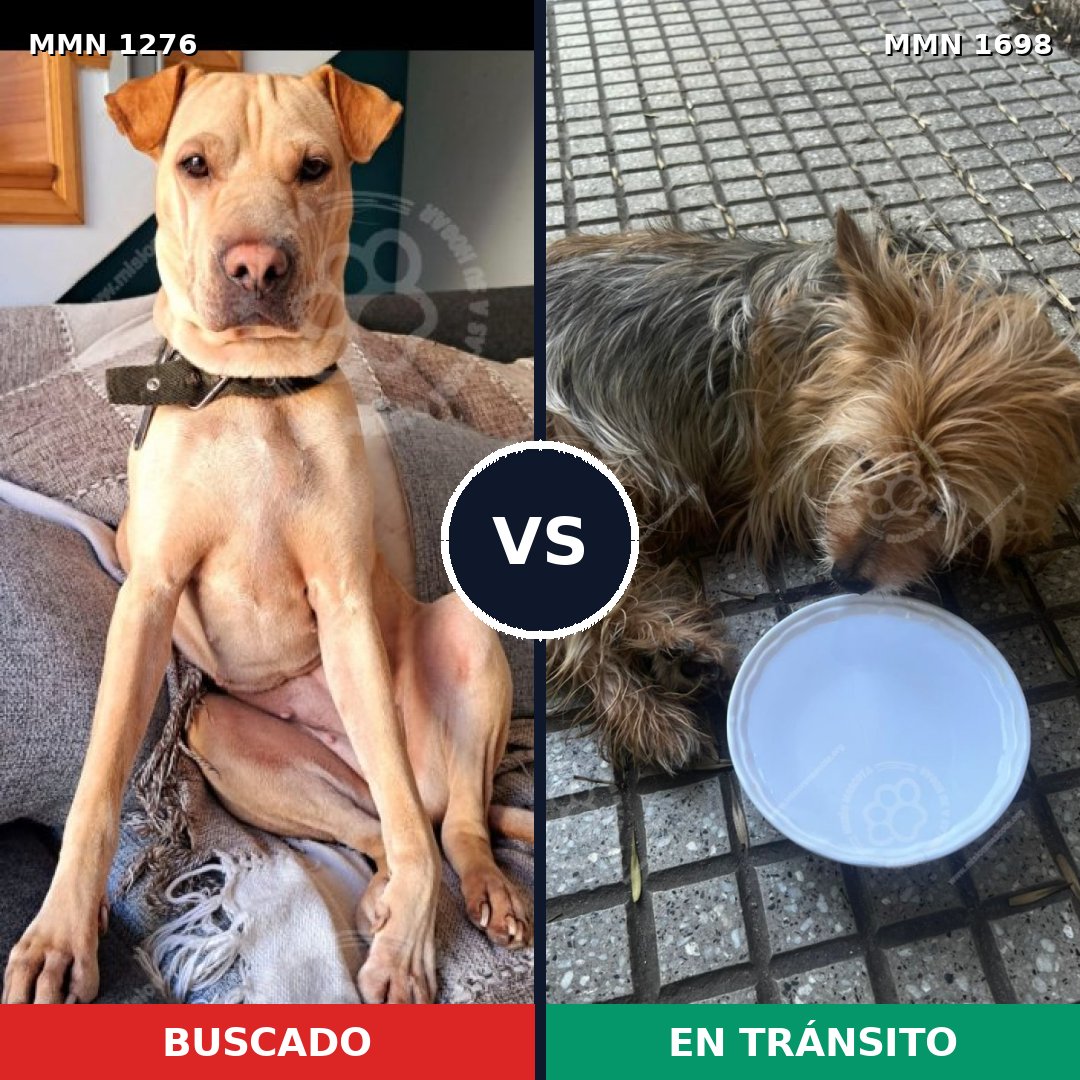 Comparativa MMS 37214: mascota perdida y mascota encontrada, 27% de similitud