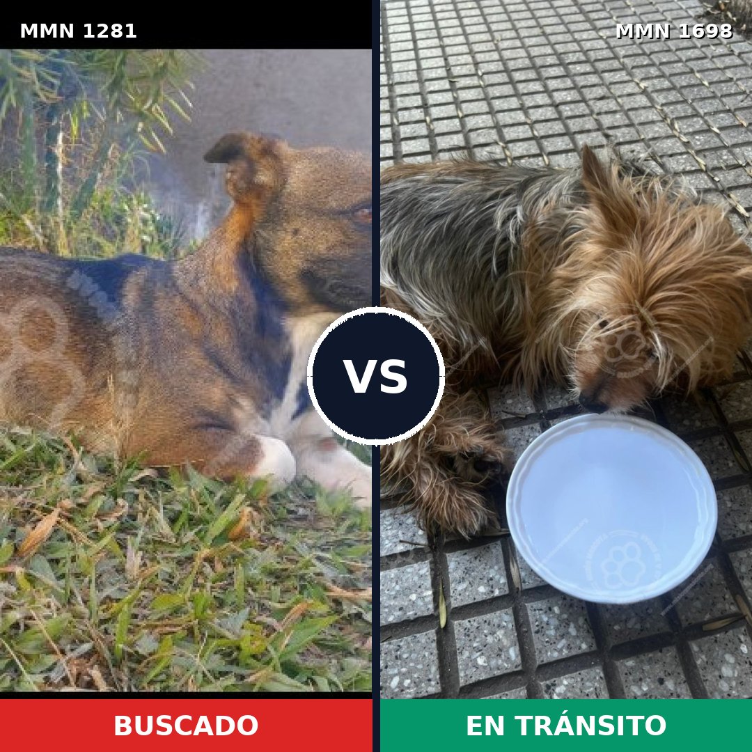 Comparativa MMS 37215: mascota perdida y mascota encontrada, 38% de similitud