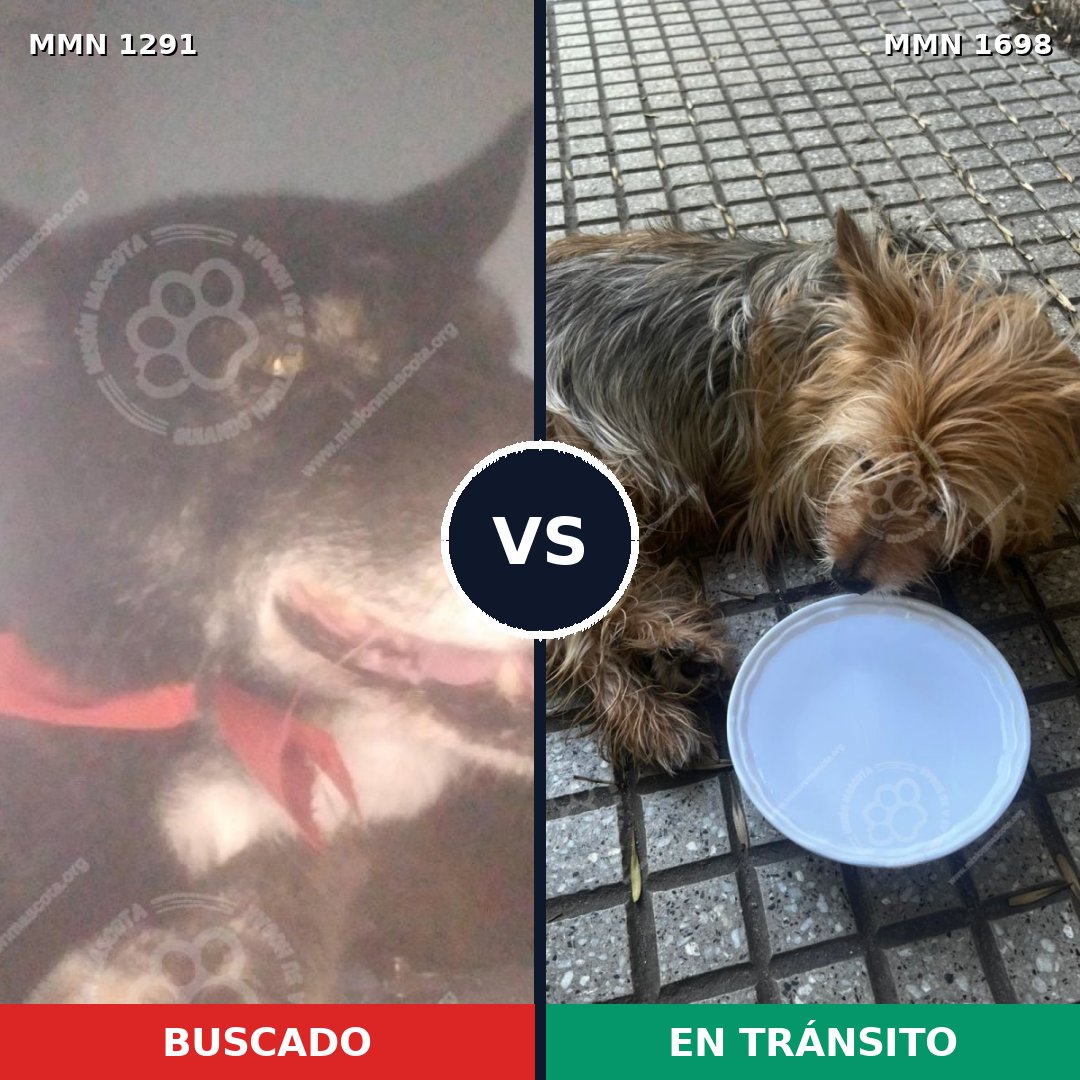 Comparativa MMS 37216: mascota perdida y mascota encontrada, 24% de similitud