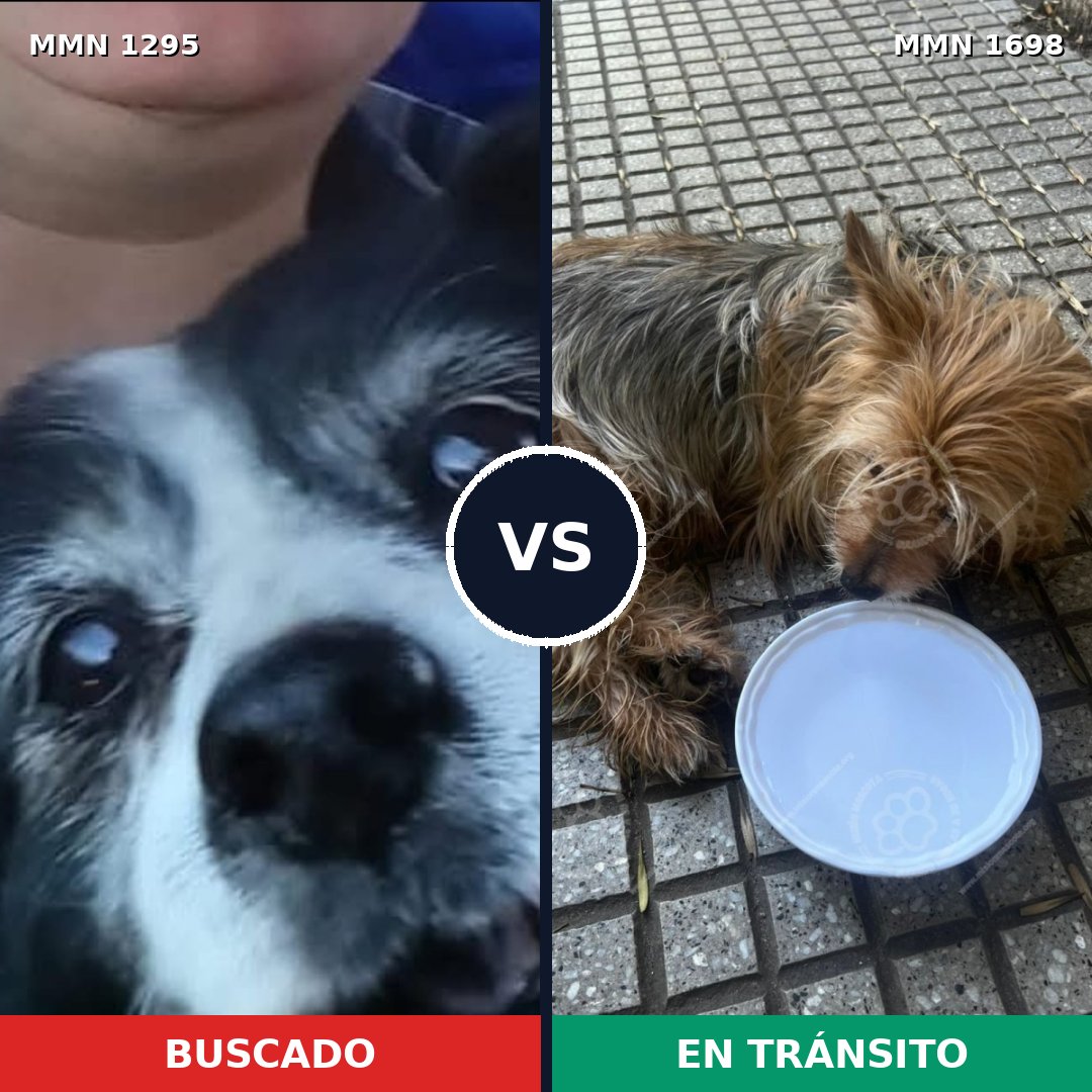 Comparativa MMS 37217: mascota perdida y mascota encontrada, 36% de similitud