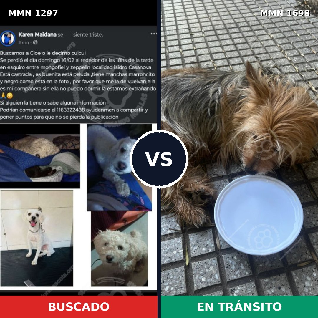 Comparativa MMS 37218: mascota perdida y mascota encontrada, 35% de similitud