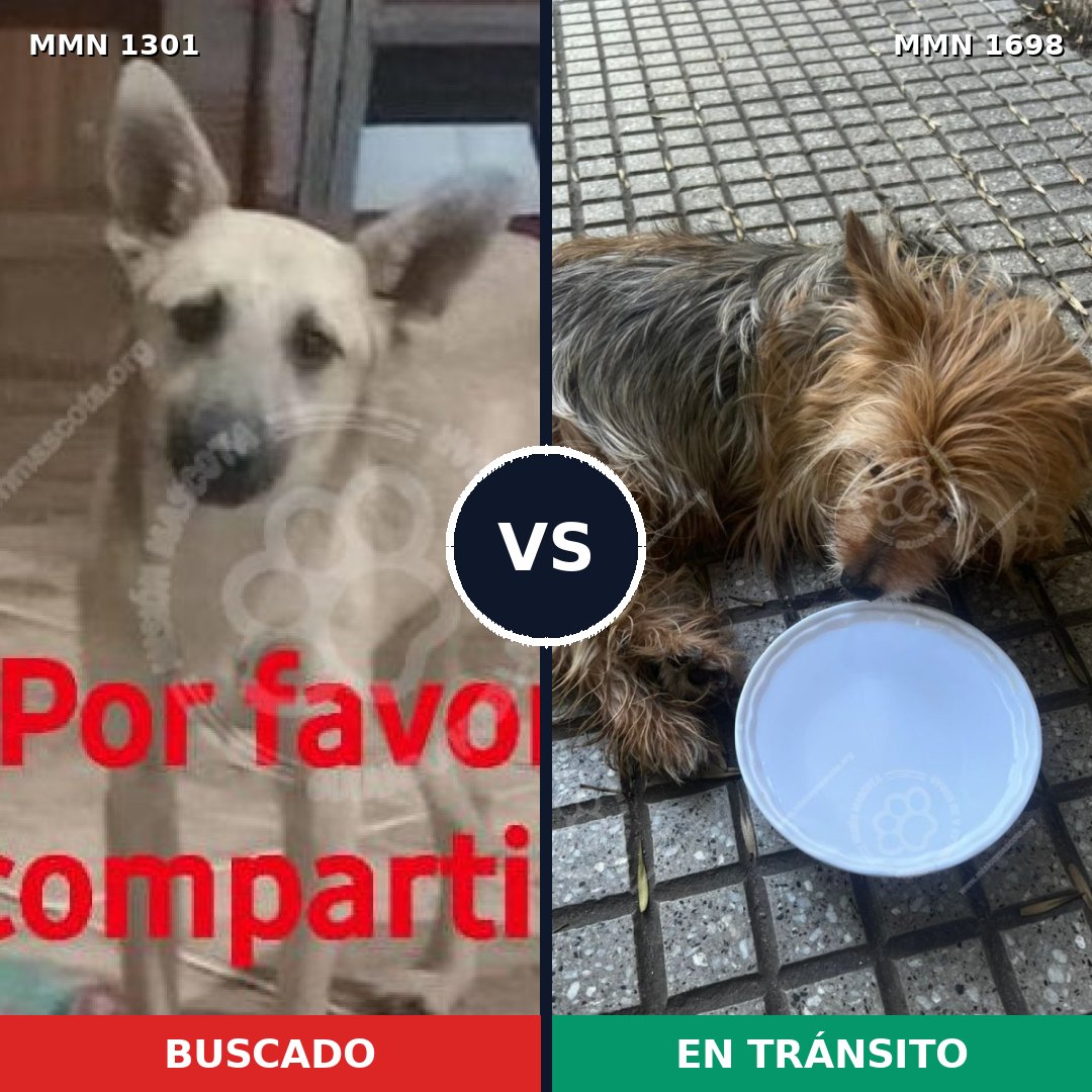 Comparativa MMS 37219: mascota perdida y mascota encontrada, 35% de similitud