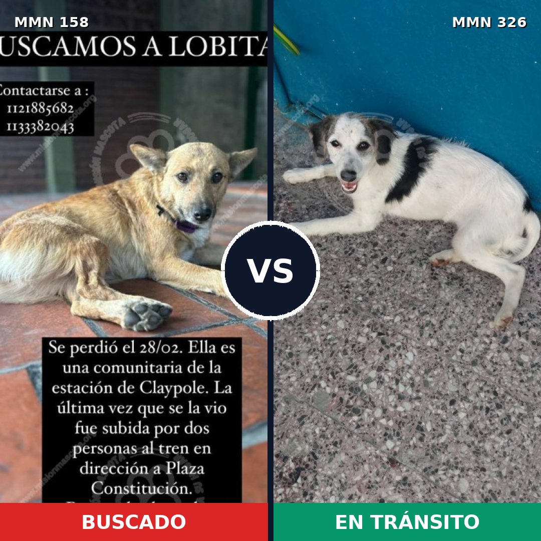Comparativa MMS 3722: mascota perdida y mascota encontrada, 63% de similitud