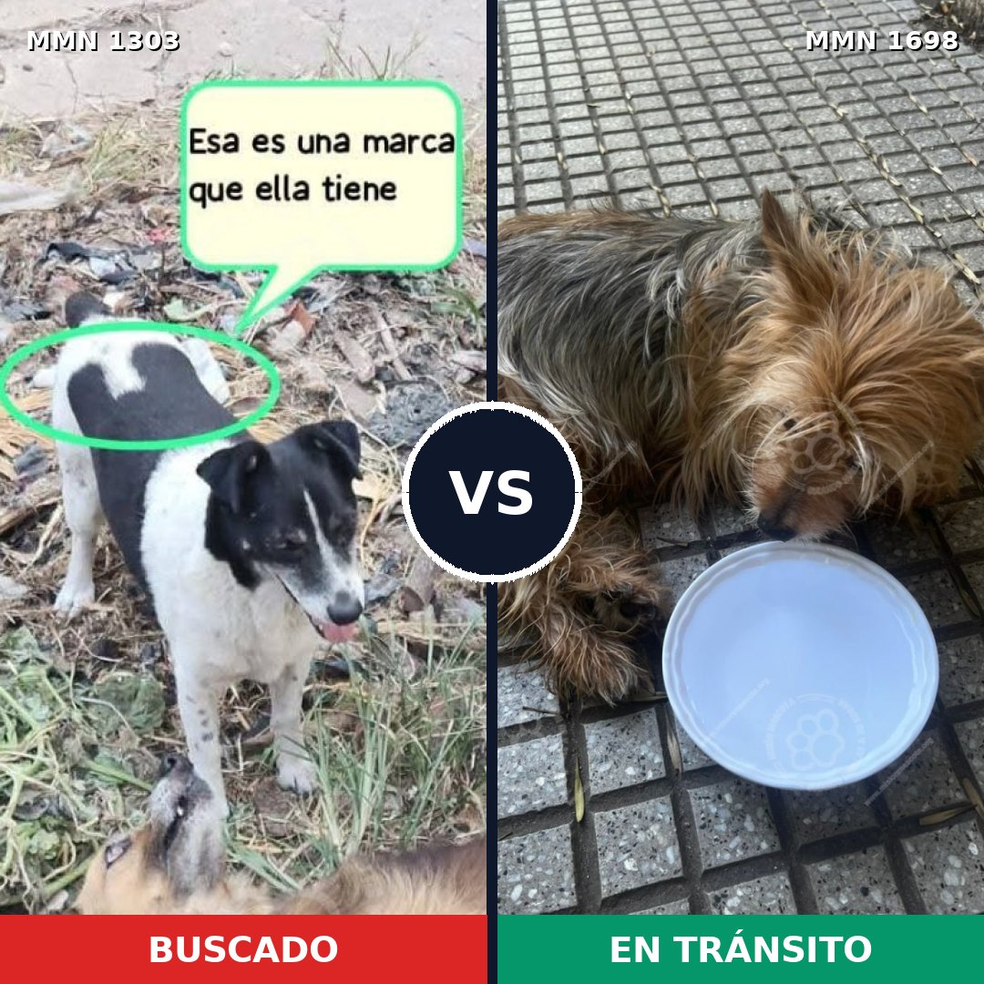 Comparativa MMS 37220: mascota perdida y mascota encontrada, 44% de similitud