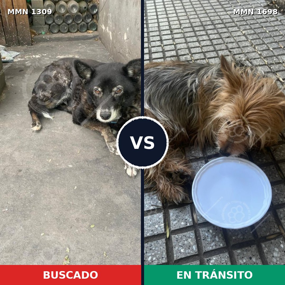 Comparativa MMS 37221: mascota perdida y mascota encontrada, 38% de similitud
