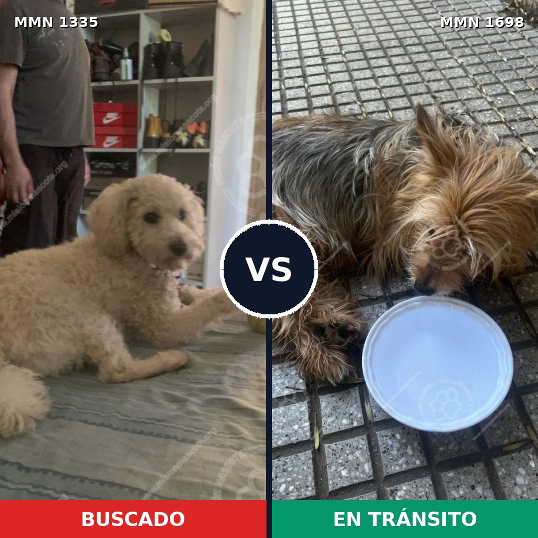 Comparativa MMS 37222: mascota perdida y mascota encontrada, 36% de similitud