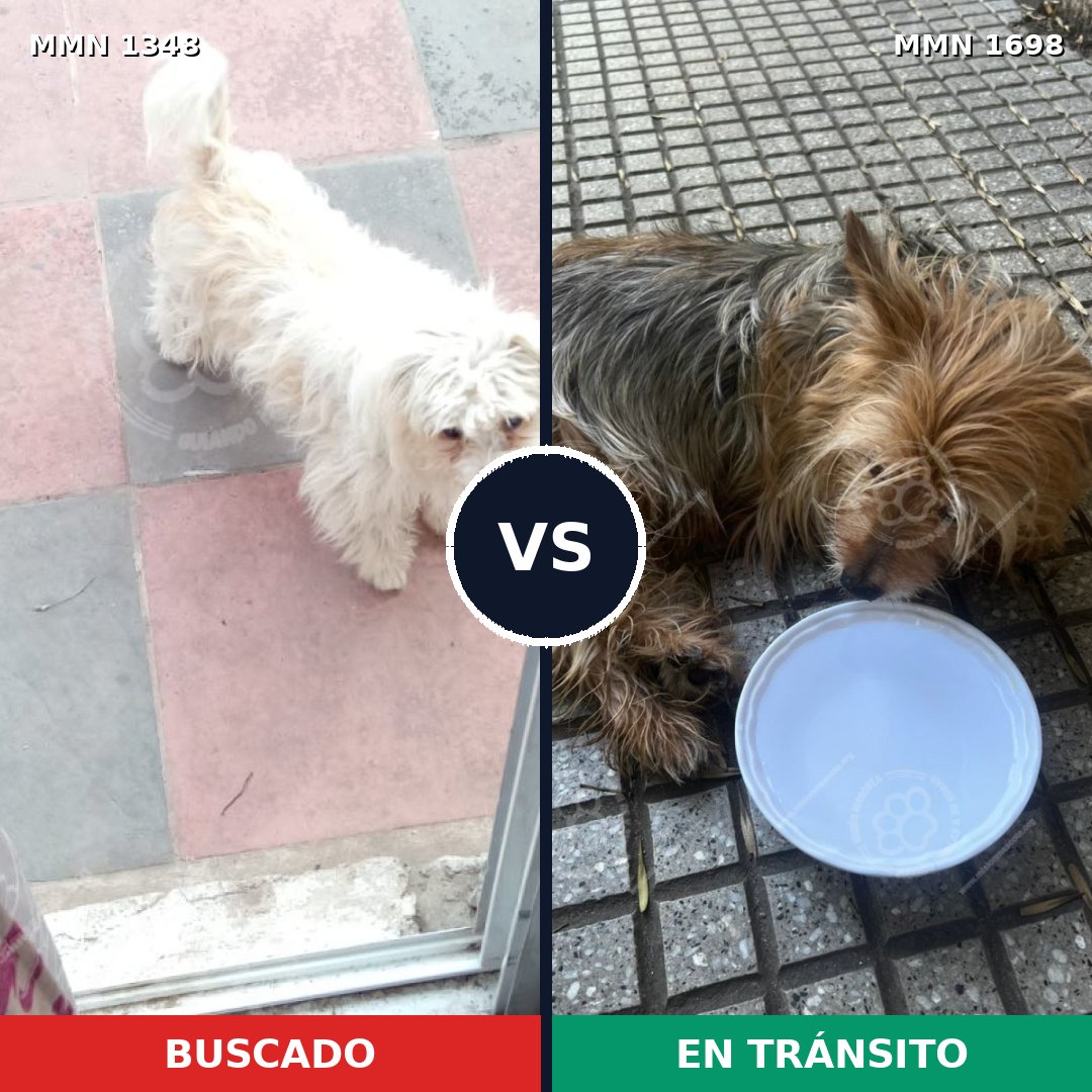 Comparativa MMS 37223: mascota perdida y mascota encontrada, 42% de similitud