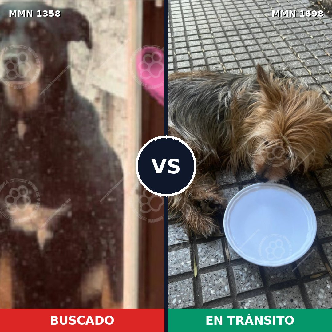 Comparativa MMS 37225: mascota perdida y mascota encontrada, 38% de similitud