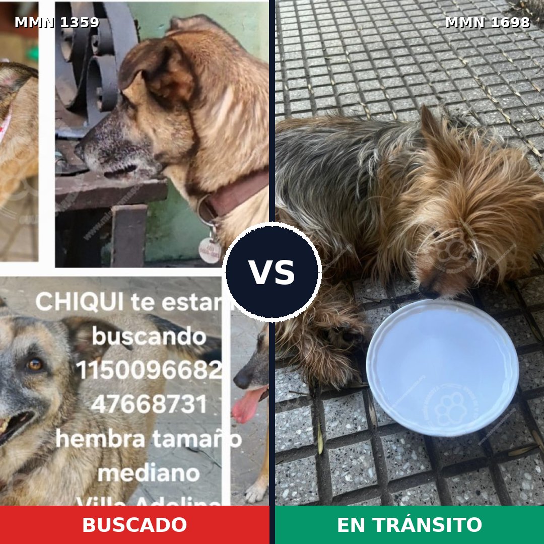 Comparativa MMS 37226: mascota perdida y mascota encontrada, 25% de similitud