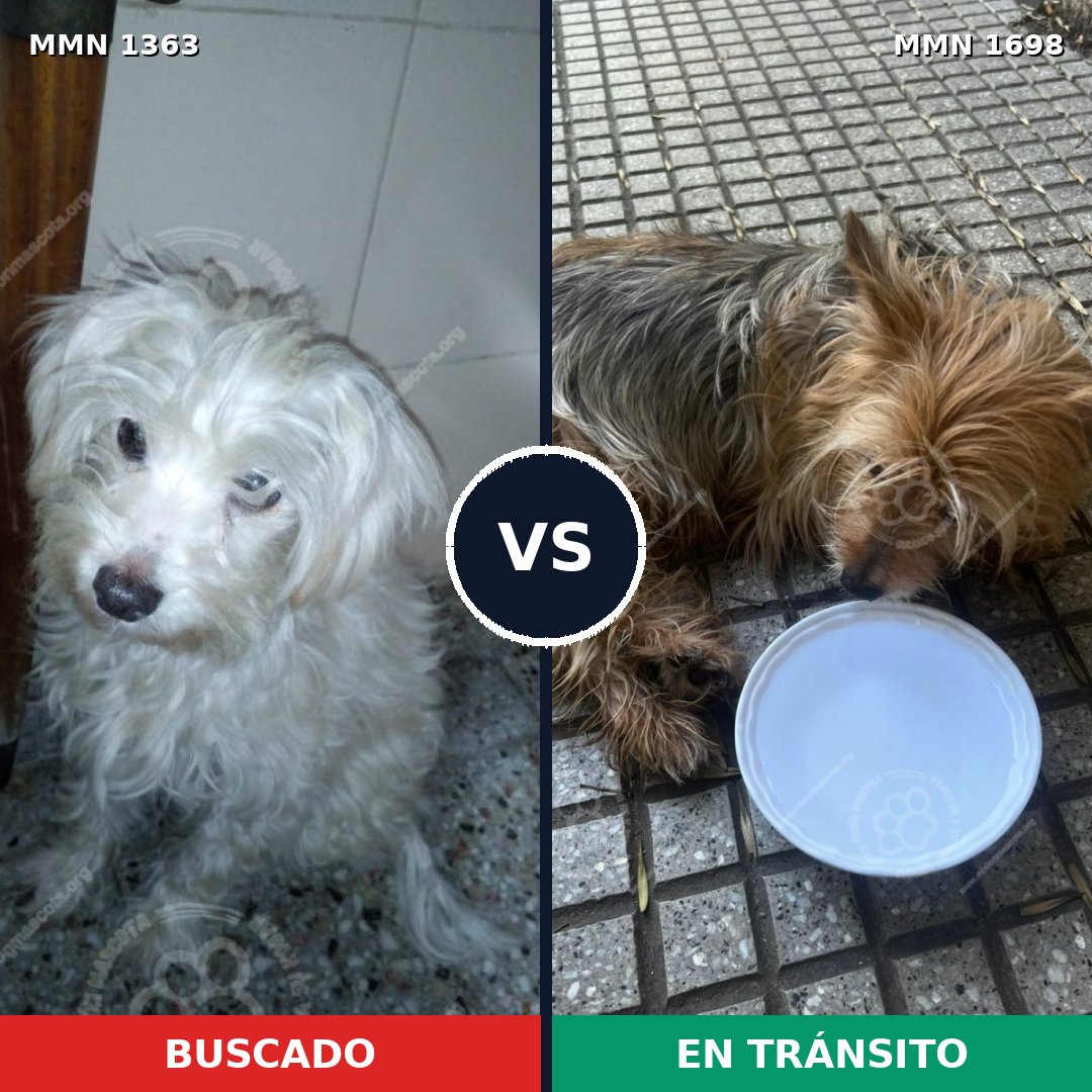 Comparativa MMS 37227: mascota perdida y mascota encontrada, 31% de similitud