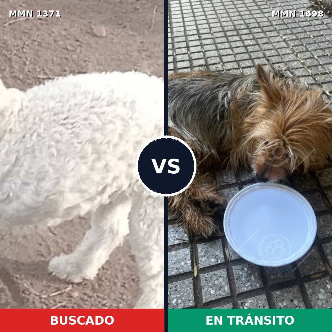 Comparativa MMS 37228: mascota perdida y mascota encontrada, 24% de similitud