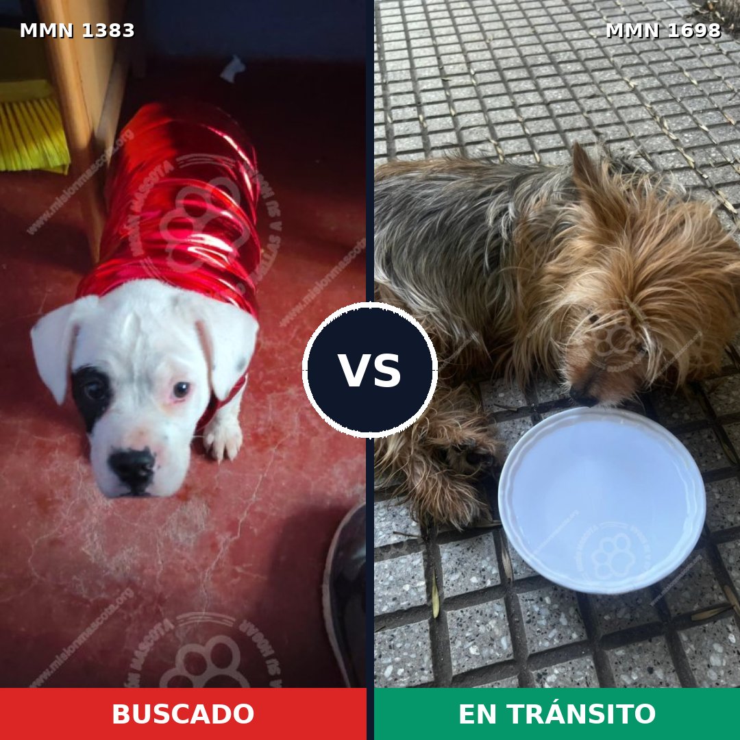 Comparativa MMS 37229: mascota perdida y mascota encontrada, 26% de similitud