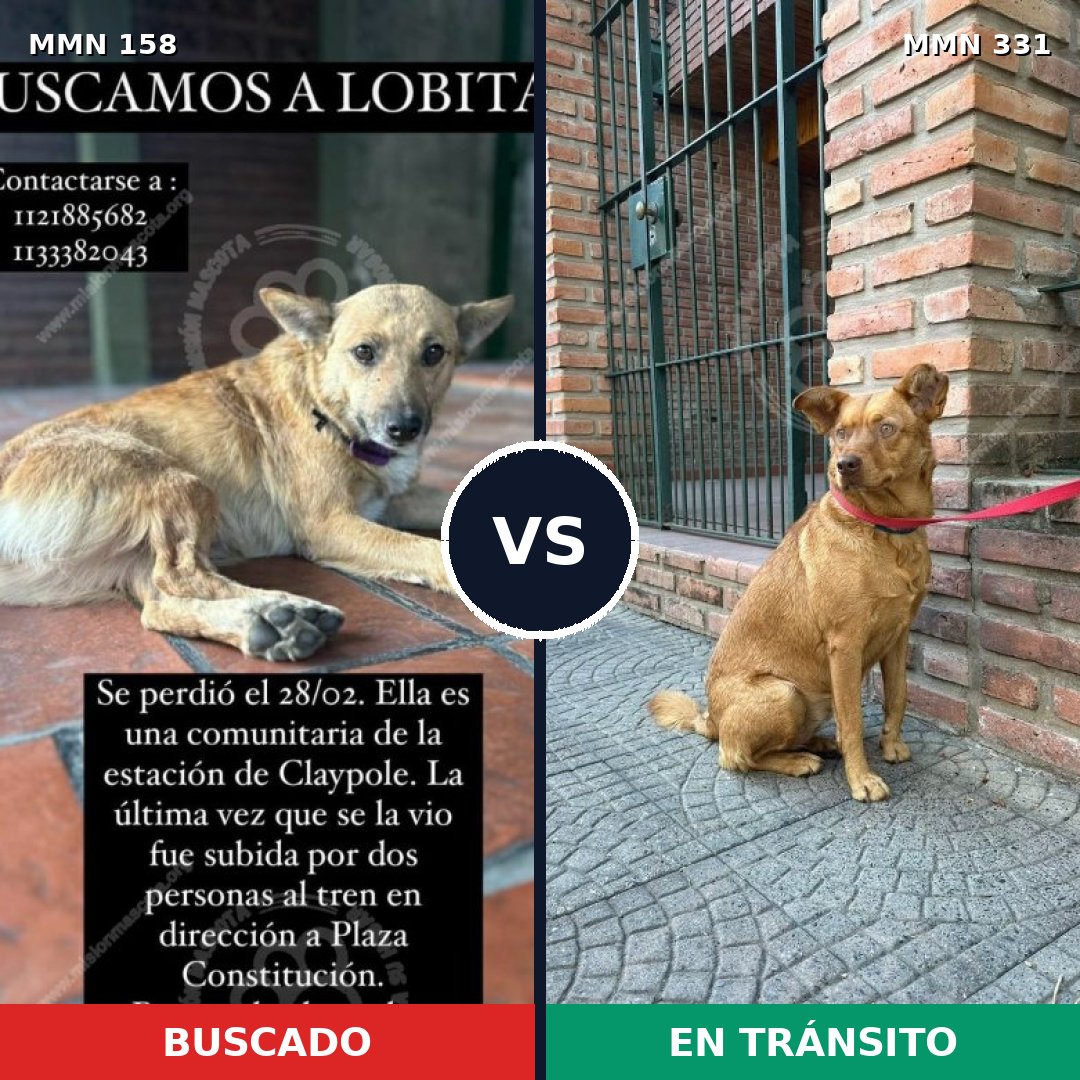 Comparativa MMS 3723: mascota perdida y mascota encontrada, 52% de similitud