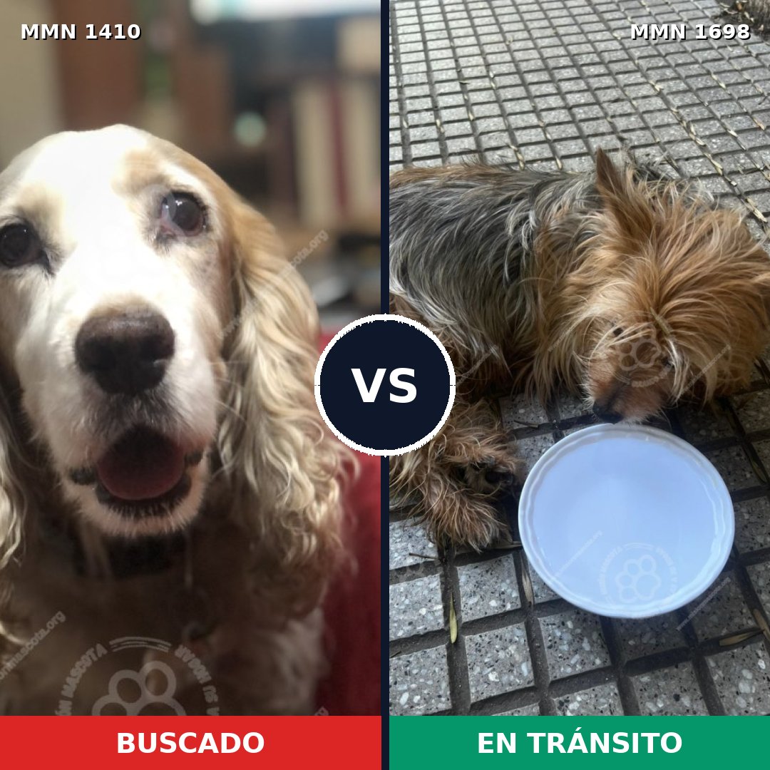 Comparativa MMS 37233: mascota perdida y mascota encontrada, 32% de similitud