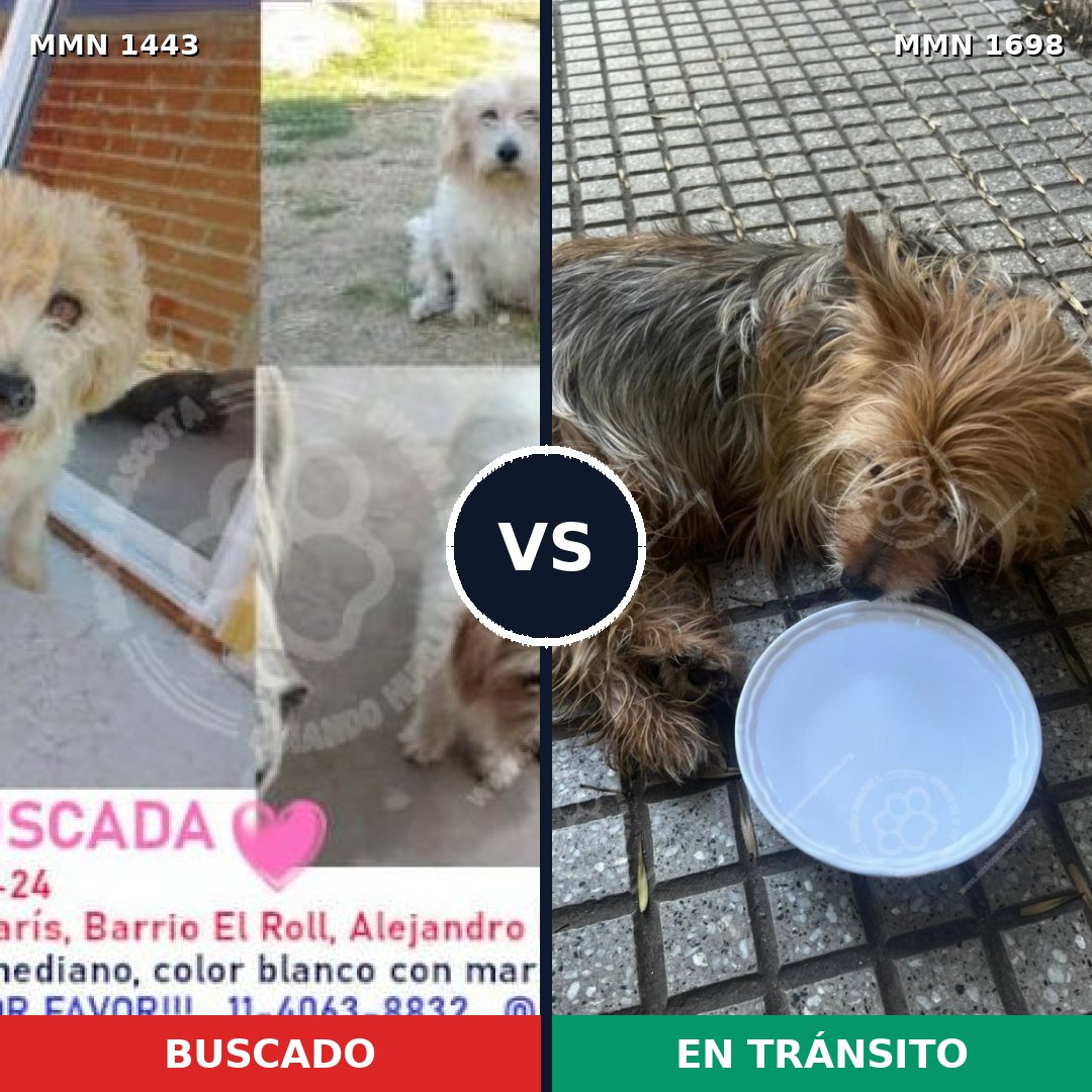 Comparativa MMS 37234: mascota perdida y mascota encontrada, 38% de similitud