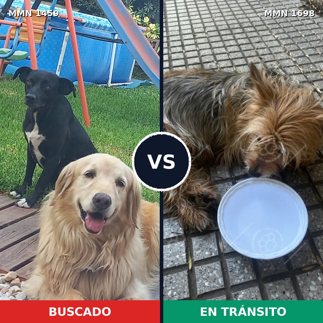 Comparativa MMS 37235: mascota perdida y mascota encontrada, 24% de similitud