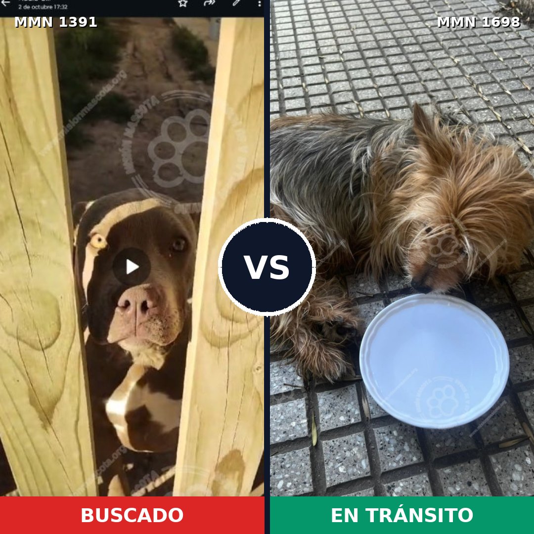 Comparativa MMS 37236: mascota perdida y mascota encontrada, 24% de similitud