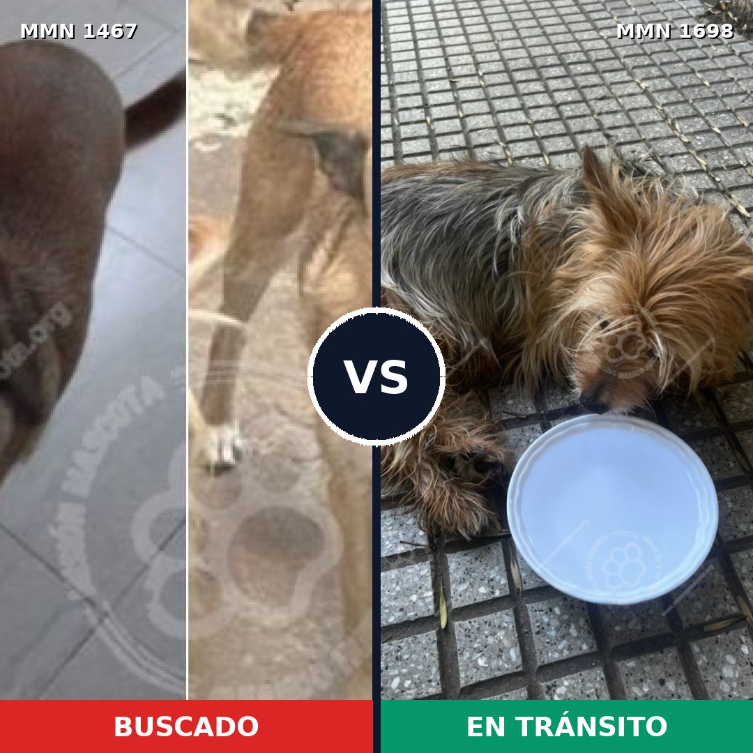 Comparativa MMS 37237: mascota perdida y mascota encontrada, 28% de similitud