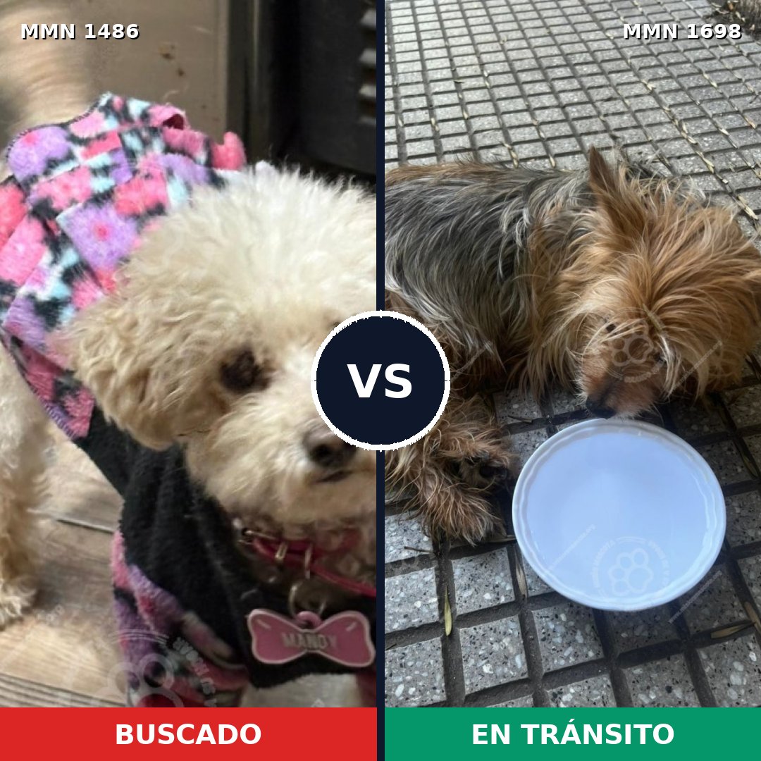 Comparativa MMS 37238: mascota perdida y mascota encontrada, 33% de similitud