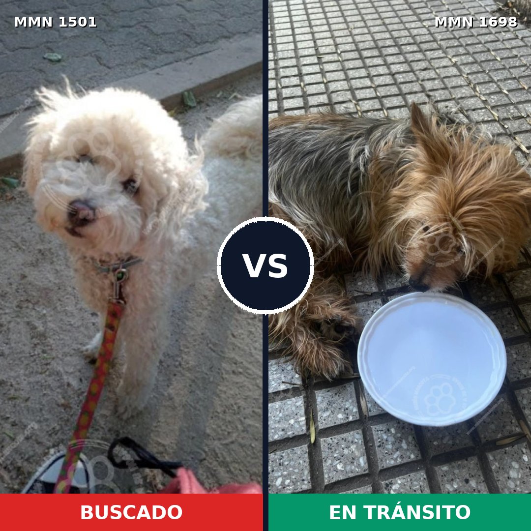 Comparativa MMS 37239: mascota perdida y mascota encontrada, 25% de similitud