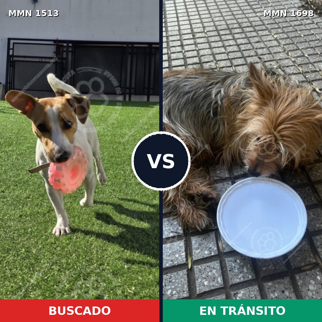 Comparativa MMS 37240: mascota perdida y mascota encontrada, 44% de similitud