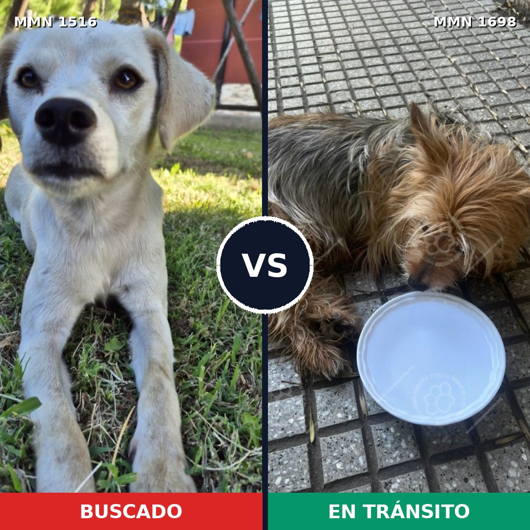 Comparativa MMS 37241: mascota perdida y mascota encontrada, 22% de similitud