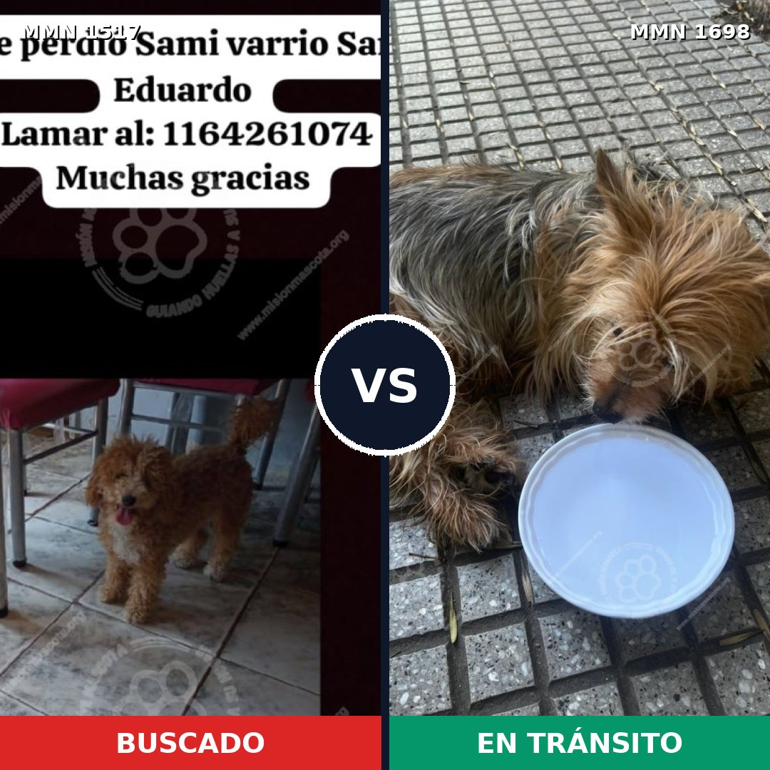 Comparativa MMS 37242: mascota perdida y mascota encontrada, 39% de similitud