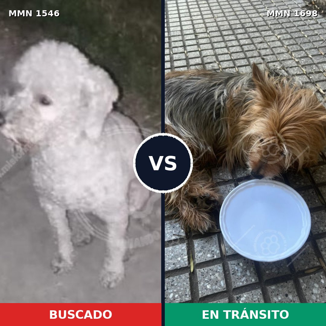 Comparativa MMS 37243: mascota perdida y mascota encontrada, 32% de similitud