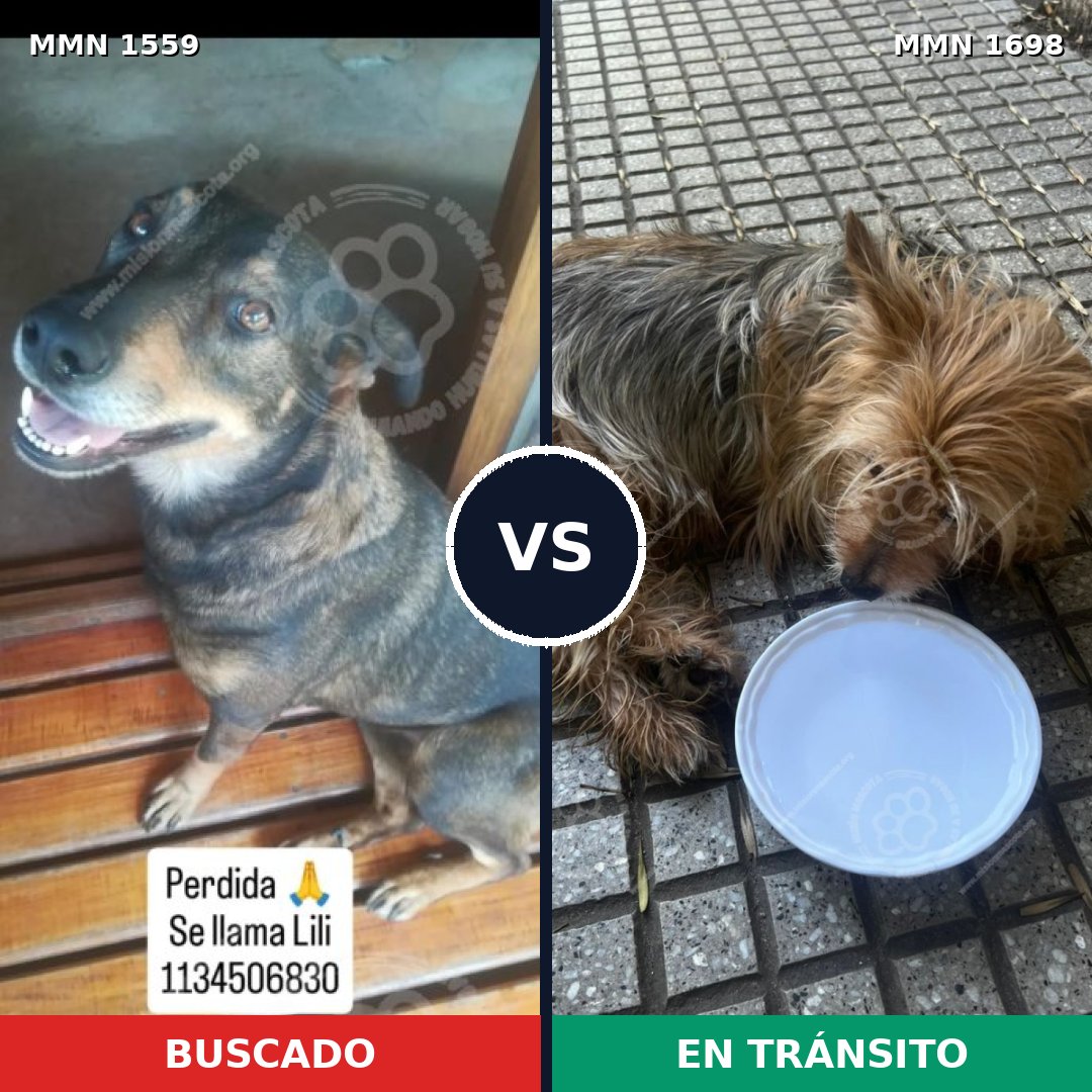 Comparativa MMS 37244: mascota perdida y mascota encontrada, 33% de similitud