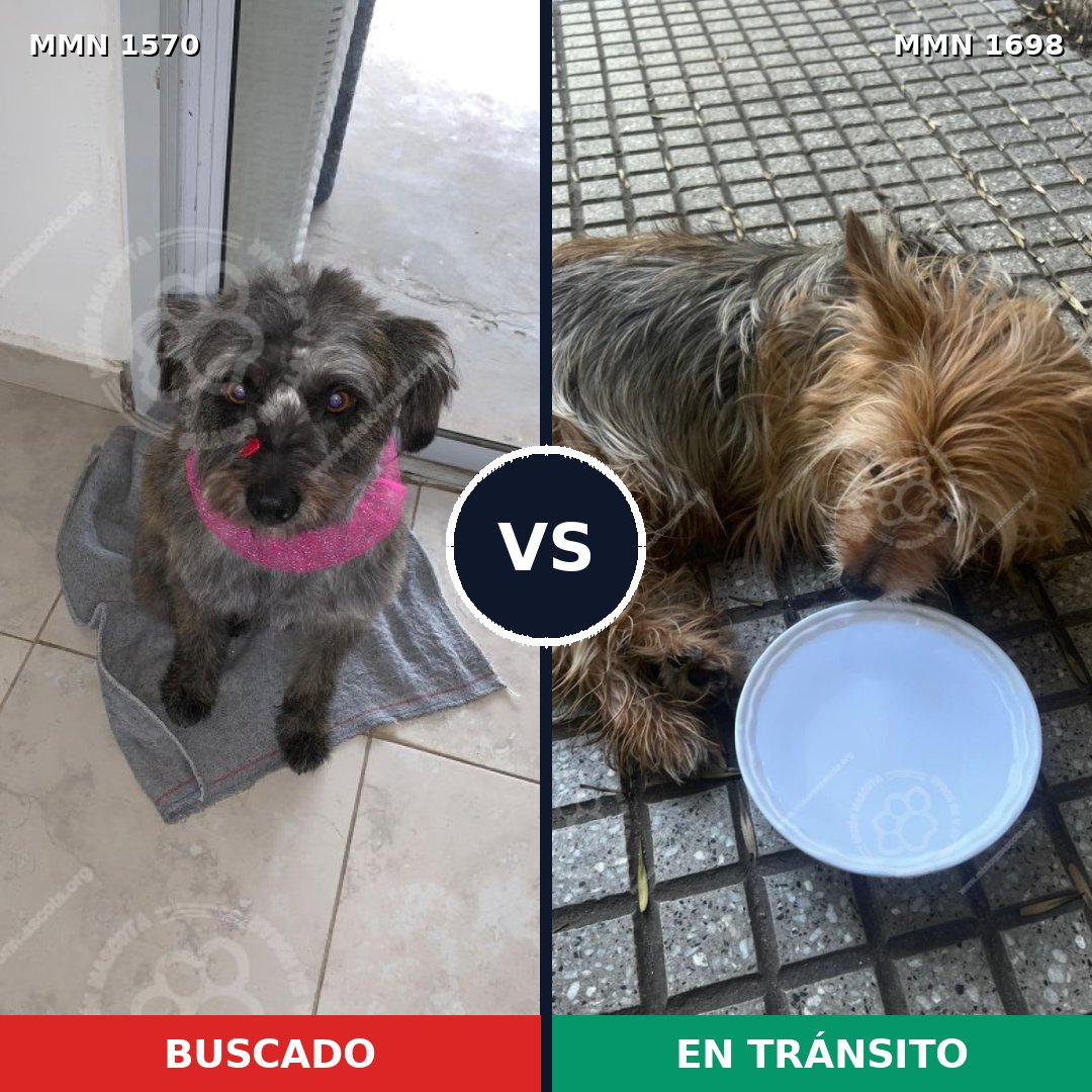 Comparativa MMS 37245: mascota perdida y mascota encontrada, 30% de similitud