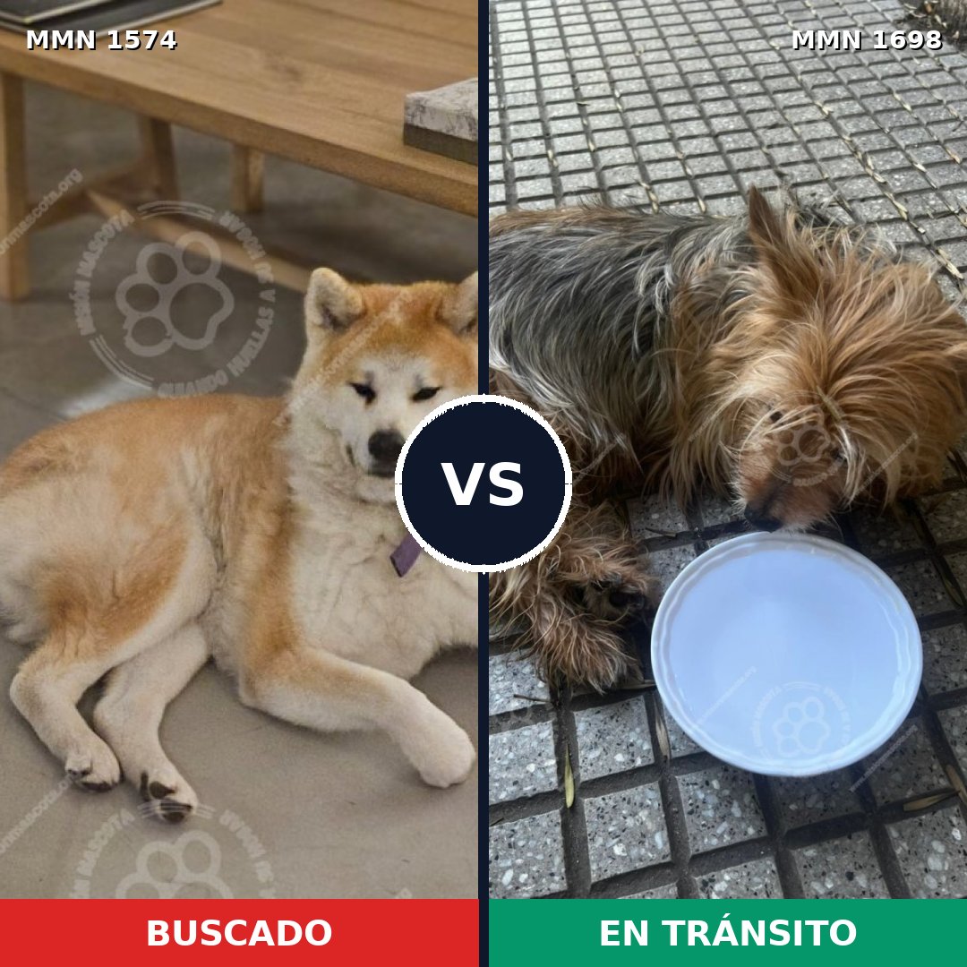 Comparativa MMS 37246: mascota perdida y mascota encontrada, 22% de similitud