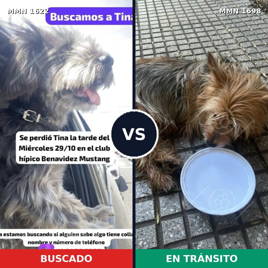 Comparativa MMS 37248: mascota perdida y mascota encontrada, 46% de similitud