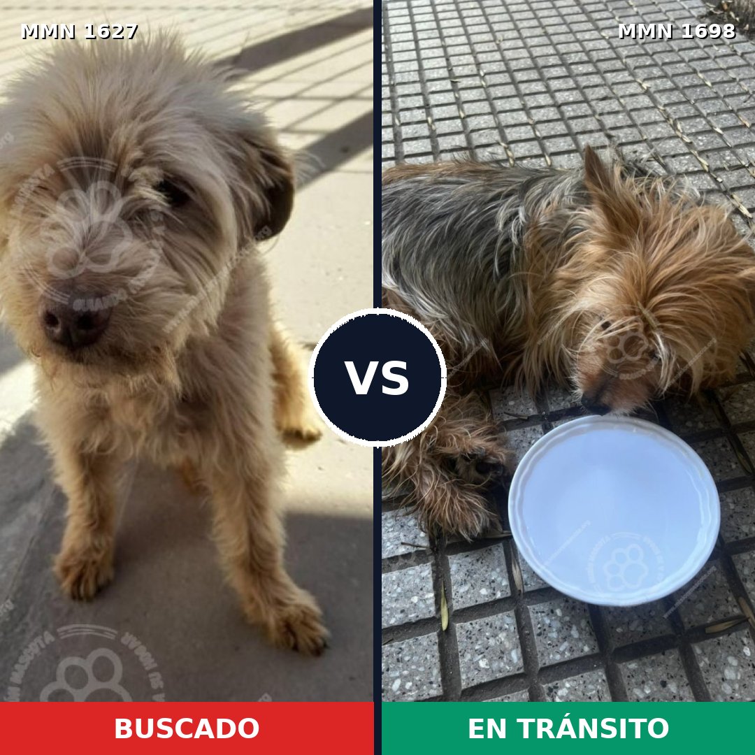 Comparativa MMS 37249: mascota perdida y mascota encontrada, 42% de similitud