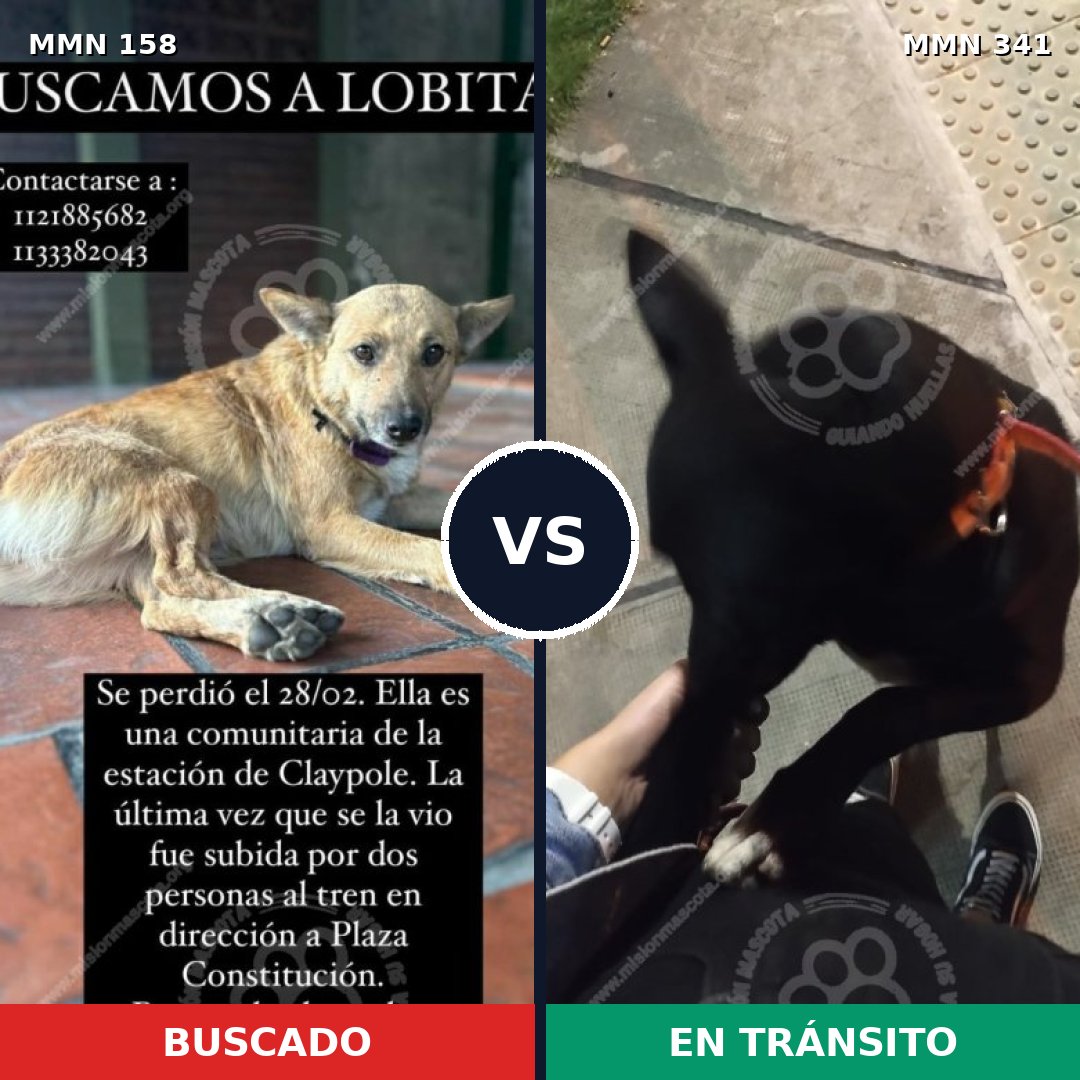Comparativa MMS 3725: mascota perdida y mascota encontrada, 49% de similitud