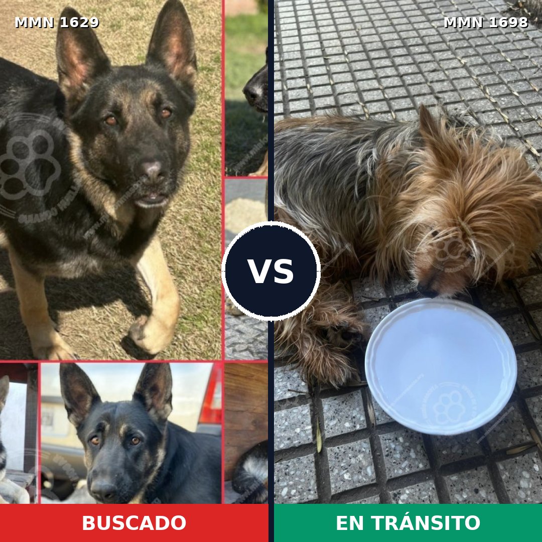 Comparativa MMS 37250: mascota perdida y mascota encontrada, 25% de similitud
