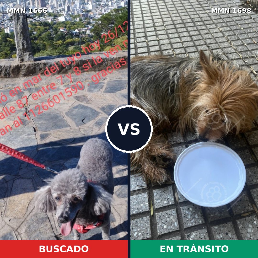 Comparativa MMS 37253: mascota perdida y mascota encontrada, 44% de similitud