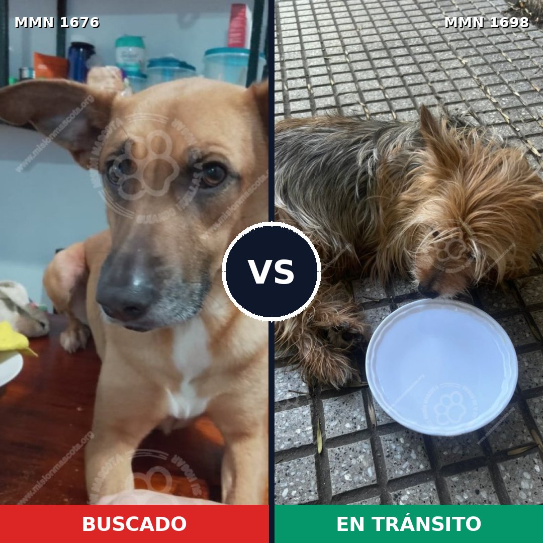 Comparativa MMS 37254: mascota perdida y mascota encontrada, 31% de similitud