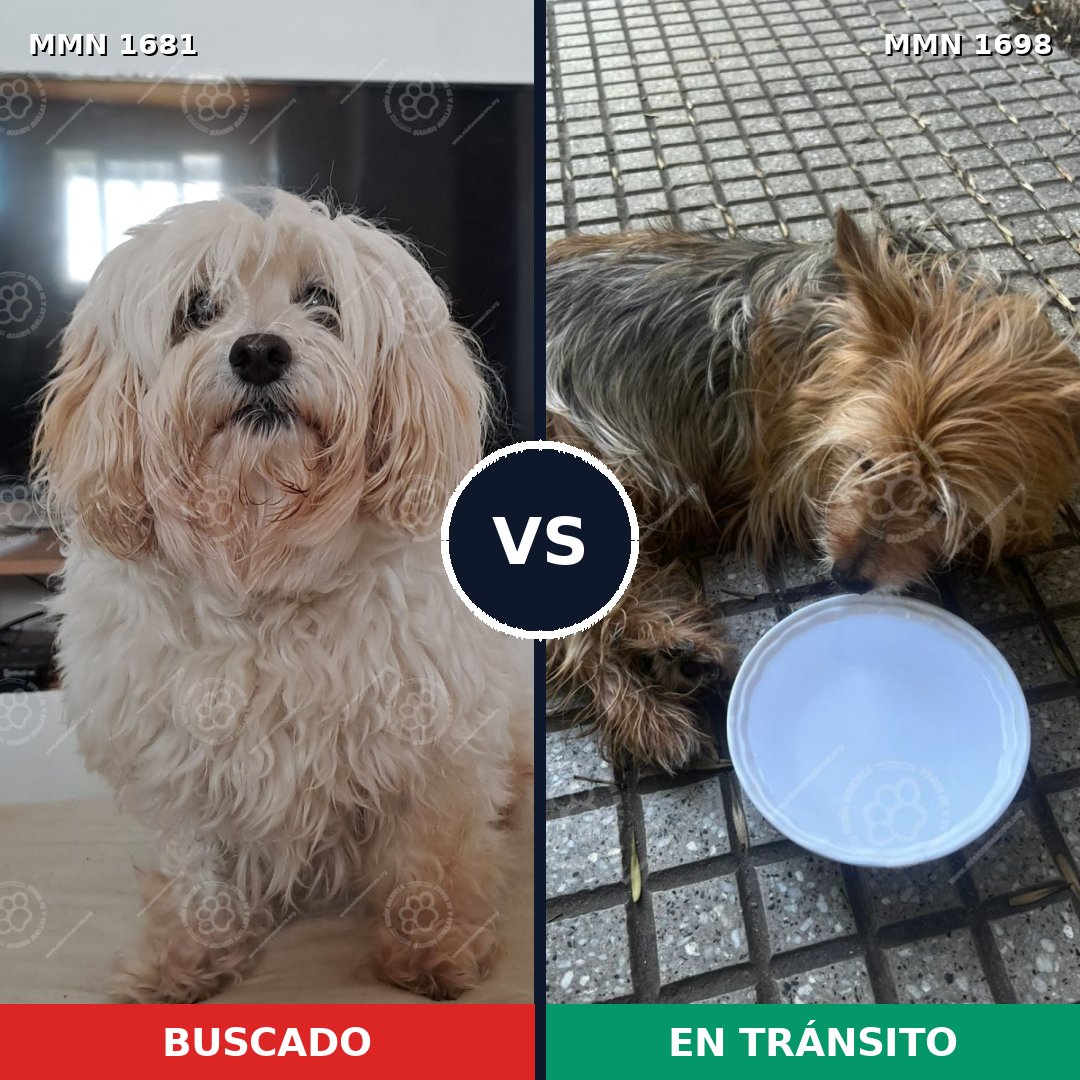 Comparativa MMS 37255: mascota perdida y mascota encontrada, 42% de similitud