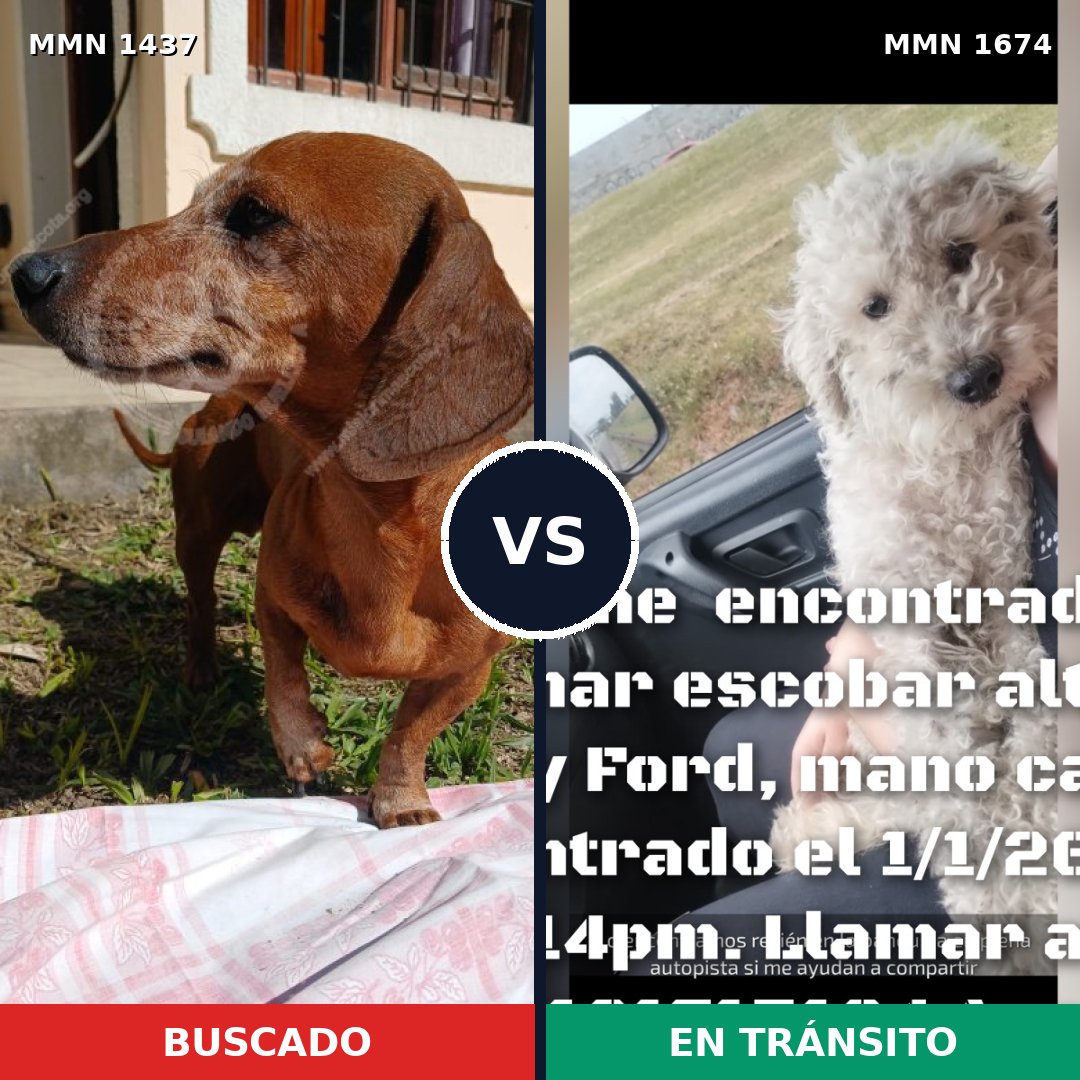 Comparativa MMS 37257: mascota perdida y mascota encontrada, 31% de similitud