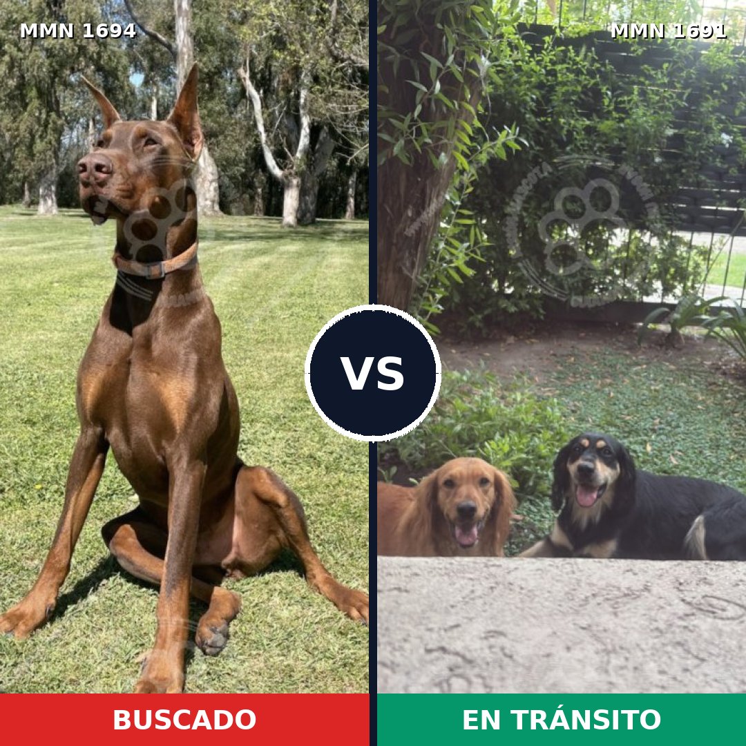 Comparativa MMS 37258: mascota perdida y mascota encontrada, 47% de similitud