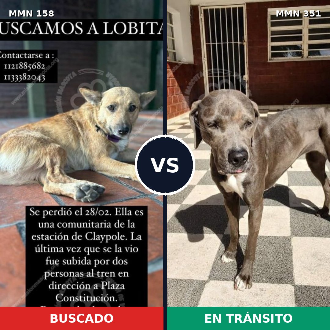 Comparativa MMS 3726: mascota perdida y mascota encontrada, 23% de similitud
