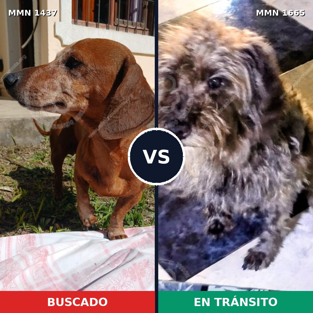 Comparativa MMS 37263: mascota perdida y mascota encontrada, 25% de similitud
