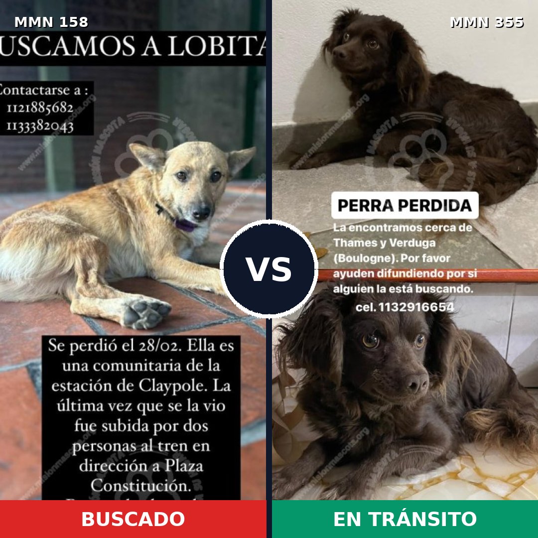 Comparativa MMS 3727: mascota perdida y mascota encontrada, 47% de similitud