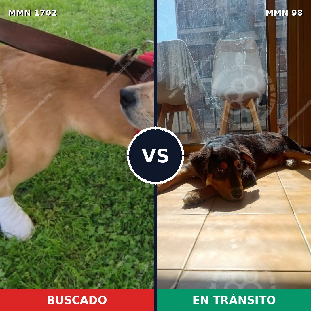 Comparativa MMS 37273: mascota perdida y mascota encontrada, 64% de similitud