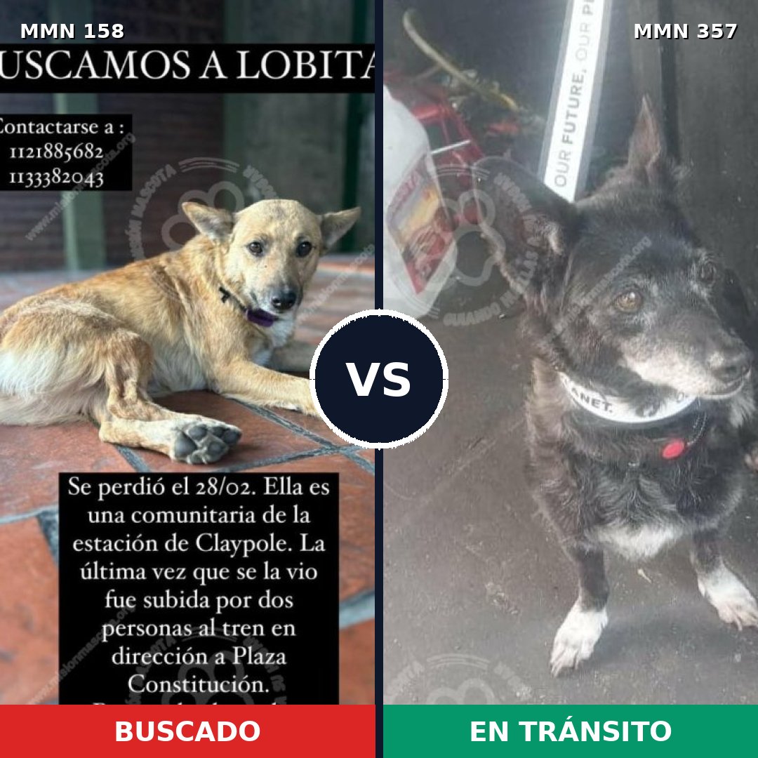 Comparativa MMS 3728: mascota perdida y mascota encontrada, 67% de similitud